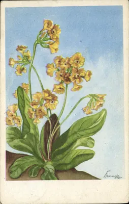 Felsen-Aurikel (Primula auricula L.) — ilustracja botaniczna — wydawca Aguaréll H. A. Bass, Hamburg