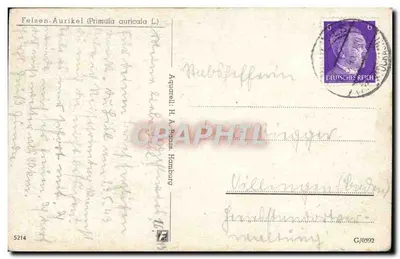 Felsen-Aurikel (Primula auricula L.) — ilustracja botaniczna — wydawca Aguaréll H. A. Bass, Hamburg — Rewers
