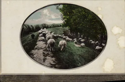 Ovelhas em um paisagem rural — série 8006