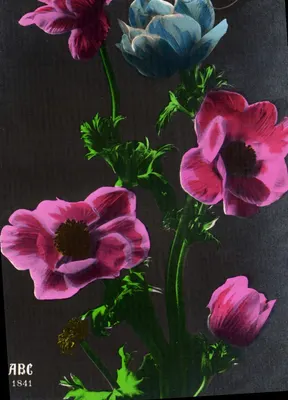 Flores coloridas — anêmonas e anêmonas azuis — ABC 1841