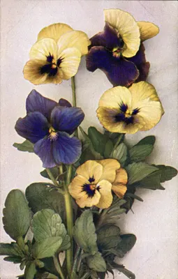 Pensos - Pansies — J. Gaillais & Cie, editores, 288