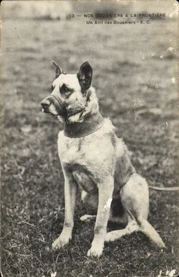 Chien de douane — Nos Douaniers à la frontière — E. C. n°13