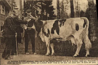 Le Maréchal Joffre admirant une vache modèle aux États-Unis — (1922) — éditeur non visible
