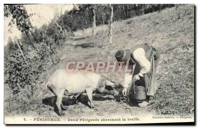 Périgueux — Deux Périgords cherchant la truffe — Nouvelles Galeries, Périgueux