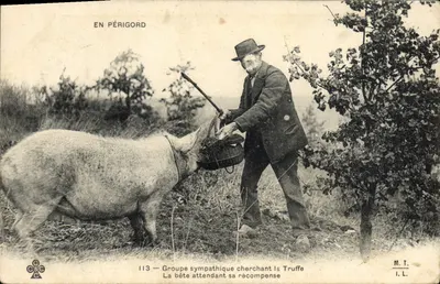 En Périgord — Chasse à la truffe avec un cochon — M.T. I.L. n°113