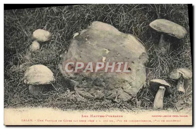 As Altas-Pirineus — Uma família de cogumelos (o grande pesa 2 kg, 1m50 de circunferência, 0m40 de diâmetro) — Fototipo Labouche Frères, Toulouse