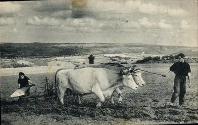 Dois jovens homens trabalhando com vacas — Os Compagnons da França nos campos — Fototipia Lescuyer, Lyon