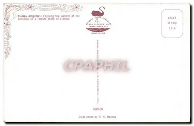 Krokodyle — Floryda — Natural Color Publishers — Rewers