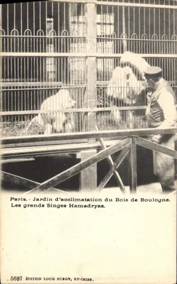 Die großen Hamadryas-Schimpansen — Jardin d'acclimatation du Bois de Boulogne — Édition Louis Burgy, ST-IMIER, n° 5697