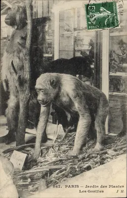PARIS — Jardin des Plantes — Die Gorillas — J. H. — n° 867