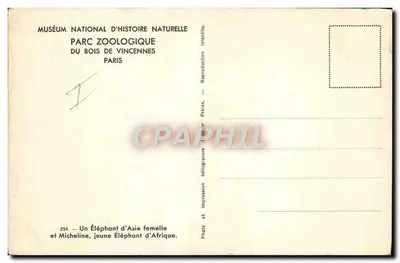 Samoica z Azji i młody słonik z Afryki — Muséum national d'Histoire naturelle, Parc zoologique du Bois de Vincennes, Paryż — Rewers