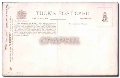 Elefant pracuje — Tuck's Post Card, seria 'Elephants at Work' nr 8902 — Rewers