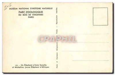 Samiczka słonia azjatyckiego i Micheline, młody słonik afrykański — Muzeum Narodowe Historii Przyrody, ZOO w Lasie Vincennes, Paryż — Rewers