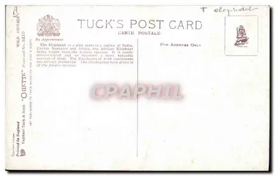 Elefante — ilustração de George Hemphill — Tuck's Post Card, série WILD ANIMALS n°3210 — Verso