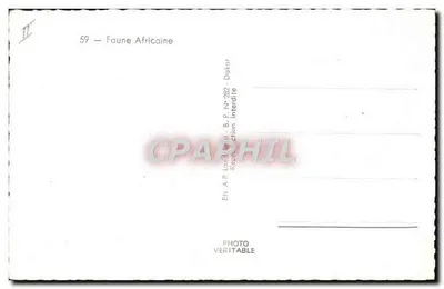 Elefante — Série Fauna Africana — Editor A.P. Landwirt, Dakar, N° 282 — Verso
