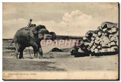 Elefante empilhando madeira — Série A n°256 — Impresso na Saxônia