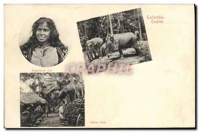 Menina Singhalesa — Elefantes de Colombo — Casas nativas — Pild & Co., Ceylon