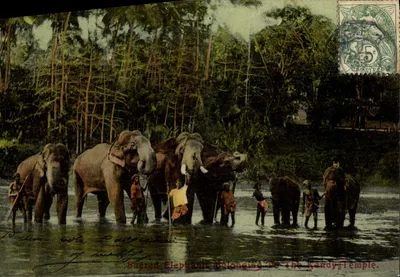 Elefantes Sagrados Pertencentes ao Templo de Kandy — Ceylon (Sri Lanka) — Piaté & Co. No. 42