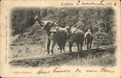 Ceylan — Elefantes de Ceylan — The Colombo Apotheraeries Co. Ltd.