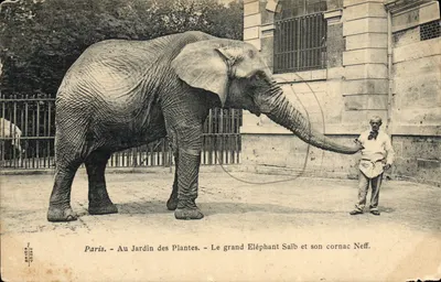 Paris - No Jardim dos Plantas - O grande Elefante Saïb e seu cornac Neff