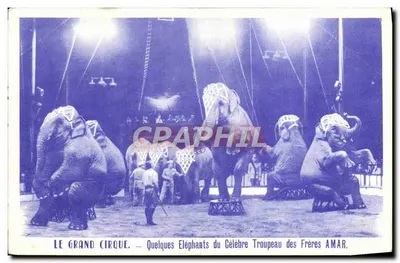 Bilhete postal antigo Elefante O grande circo Alguns elefantes da famosa manada dos Frères Aymar