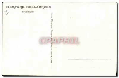 Família de leões — Tierpark Hellabrunn — Fot. e Imp. R. Gries — Verso