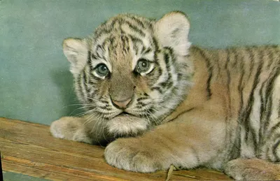 Jovem tigre — Foto Rapho — Editado pelo Comitê Nacional da Criança, Paris-VIII*