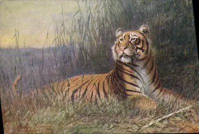Bilhete postal antigo Tigre