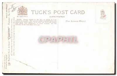Bilhete postal antigo Tigre — Verso
