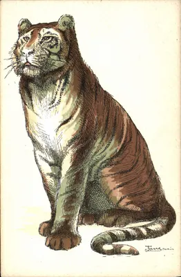 Tigre — desenho a tinta e a guache — J. Picot, Paris