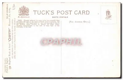 Lion — portret — Tuck & Sons, Wild Animals, No. 8785 — Achterkant