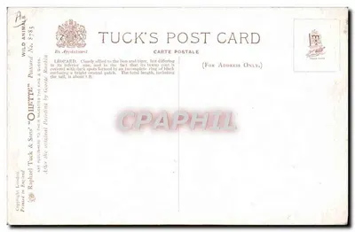 Leopard — w dżungli — Tuck's Post Card nr 8785 — Rewers