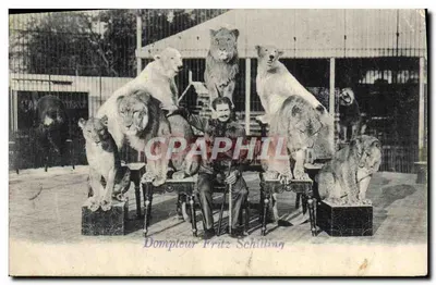 Dompteur Fritz Schilling — scène de cirque avec lions — éditeur Weltpostverein, n° 1005