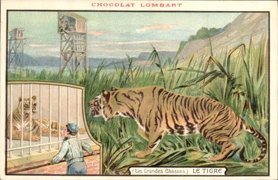 O Tigre — (As Grandes Caçadas) — Chocolat Lombart