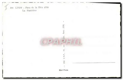 Leopard — Angola — Correios 5cts — Rewers