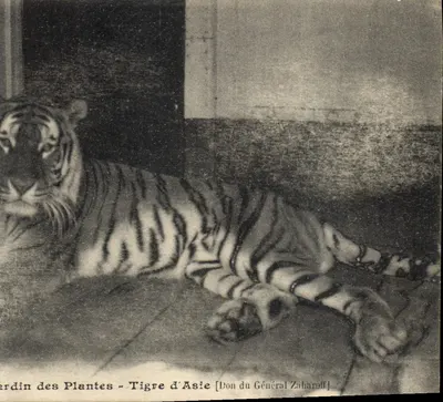 Jardim das Plantas - Tigre da Ásia [Doação do Geral Zaharoff]