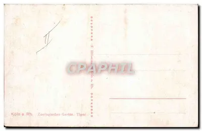 Tigre — Colônia a. Rh. Jardim Zoológico — E. Holtermann — Verso