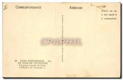 Um jovem casal de leões — « Dinah » e « Antoun » — Edição Claude Couture — Verso