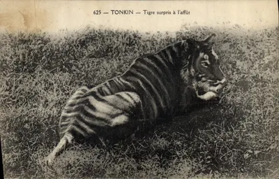 Tonkin — Tigre surpreendido à espreita — Collect. Dieuladis — N° 625
