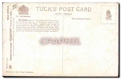 Jaguar — desenho de George F. Collette — Tuck's Post Card n°3210 — Verso