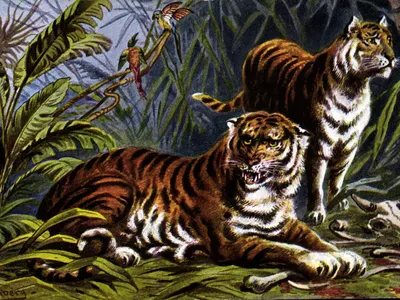 Tigres na floresta — ilustração — Fauna, N° 3449