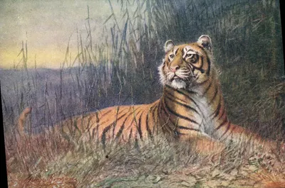 Tigre — natureza morta — Tuck's Post Card, série 8185