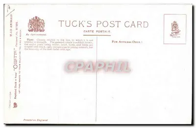 Tigre — natureza morta — Tuck's Post Card, série 8185 — Verso