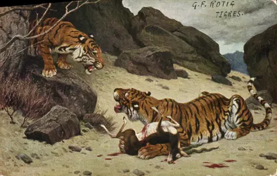 Tigres — cena de caça — G.F. Rotig, n° 387