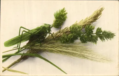 Criquet sobre espigas de trigo — ilustração botânica — G. & C. Bonnec — n° 578