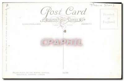 Barysie na Mappin Terrace — Ogrody Zoologiczne, Londyn — J. Salmon Ltd. nr 3054 — Rewers
