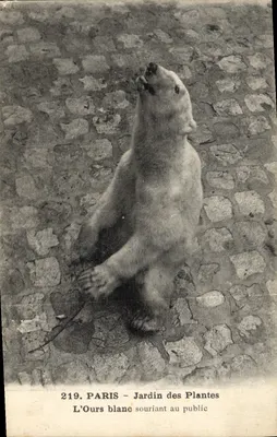 Paris - Jardim das Plantas — O Urso Branco sorrindo ao público — n° 219