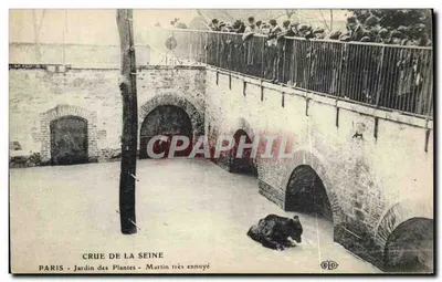 Crue de la Seine — Jardin des Plantes — Martin très ennuyé — Éditeur E.D.