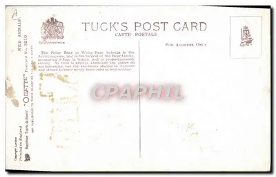 Urso Polar — Ártico — Tuck's Post Card, série WILD ANIMALS n°3210 — Verso