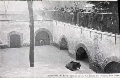 Inondations de Paris (Janvier 1910). Au Jardin des Plantes, Bain forcé — édition non identifiée